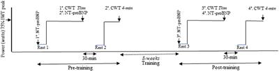 Vitamin B12 Supplementation and NT-proBNP Levels in COPD Patients: A Secondary Analysis of a Randomized and Controlled Study in Rehabilitation